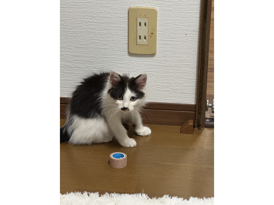 活発なハチワレ男の子