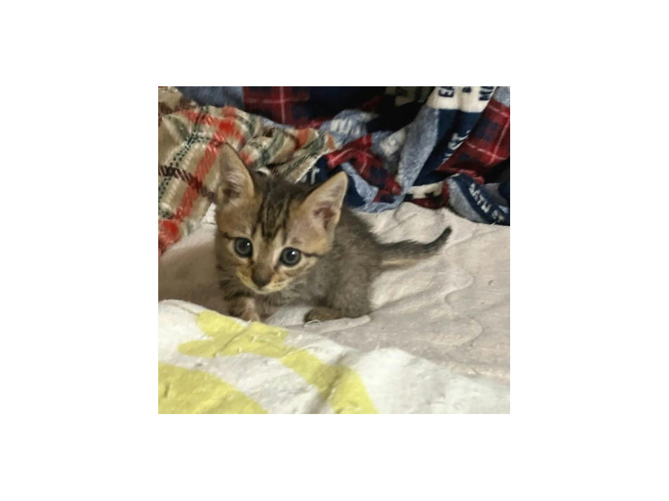 可愛いキジトラ女の子