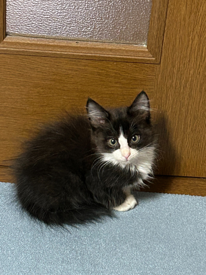 まだまだ小さいハチワレ子猫