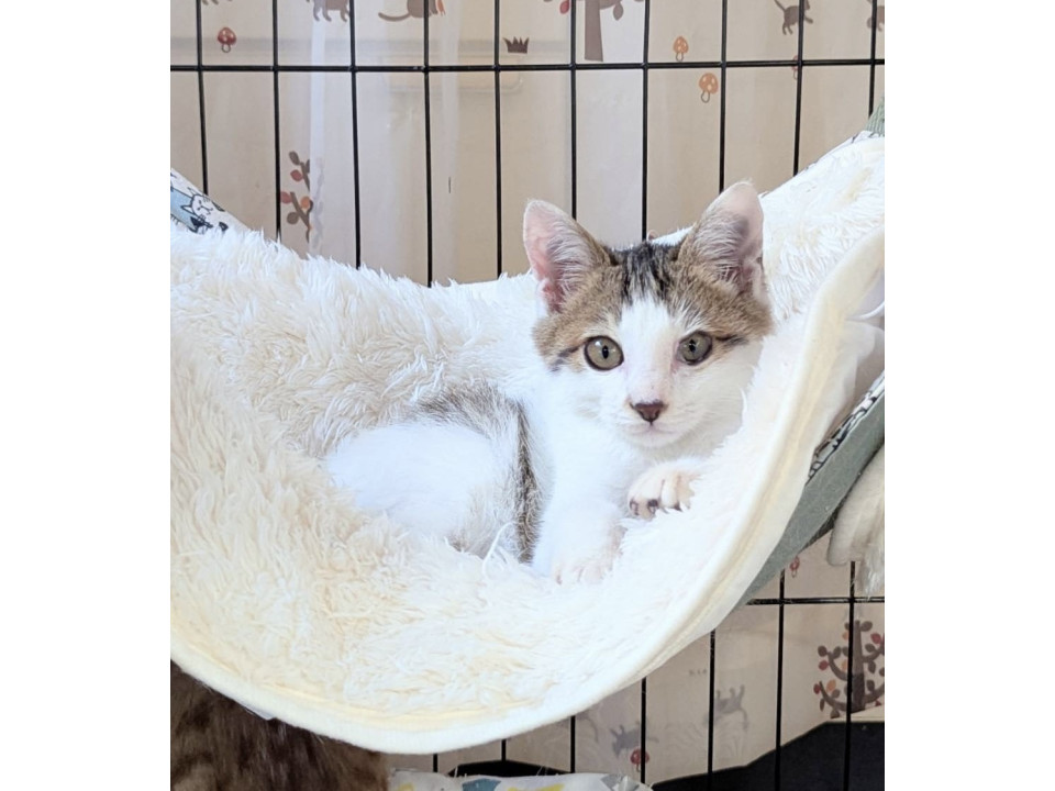 右腕麻痺ハンディごと愛してね！ハレ君