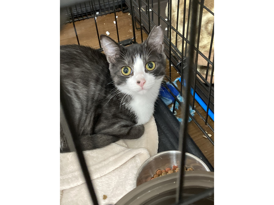 なでなでされるの大好き❤️