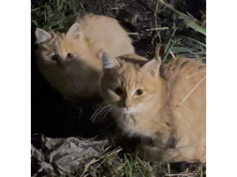 ちゃとらーず(兄弟)の里親募集！