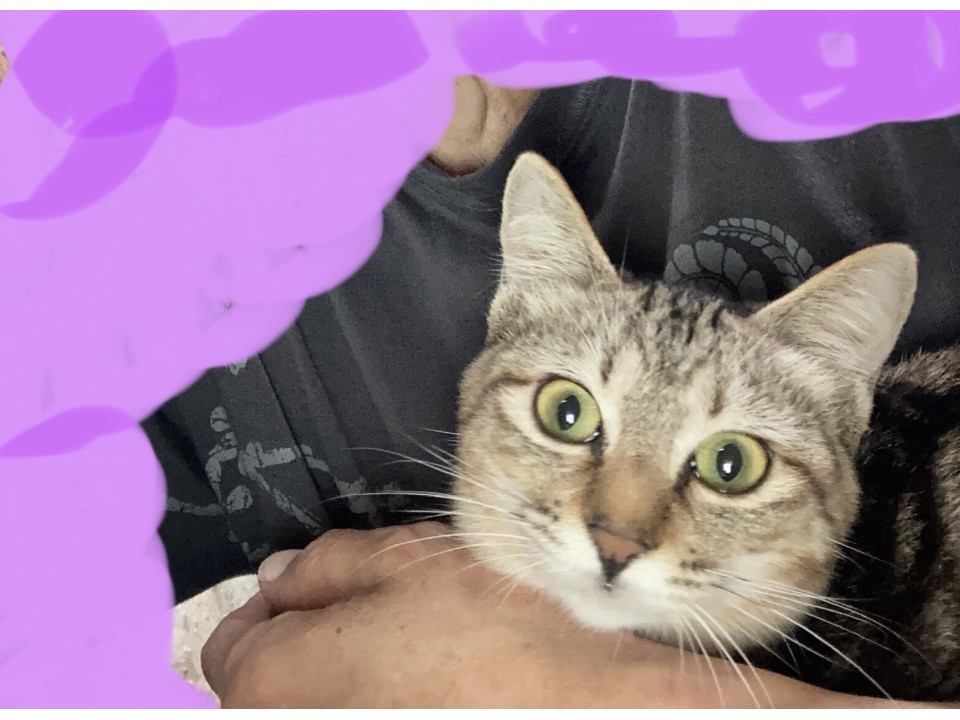 短毛アメショー風柄の可愛い女の子