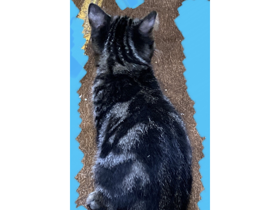 アメショー風柄の短毛ちゃん