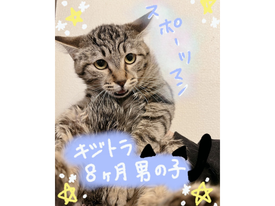 キジトラの男の子✩