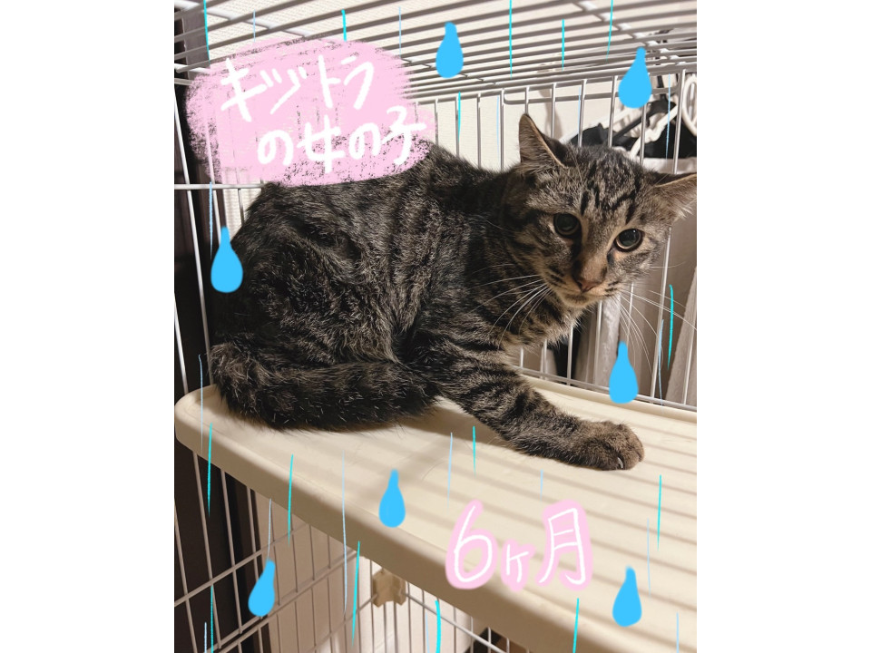 キジトラの女の子⭐︎