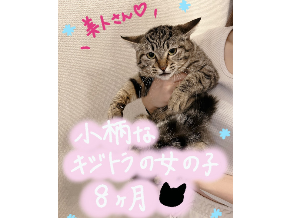 キジトラの女の子⭐︎