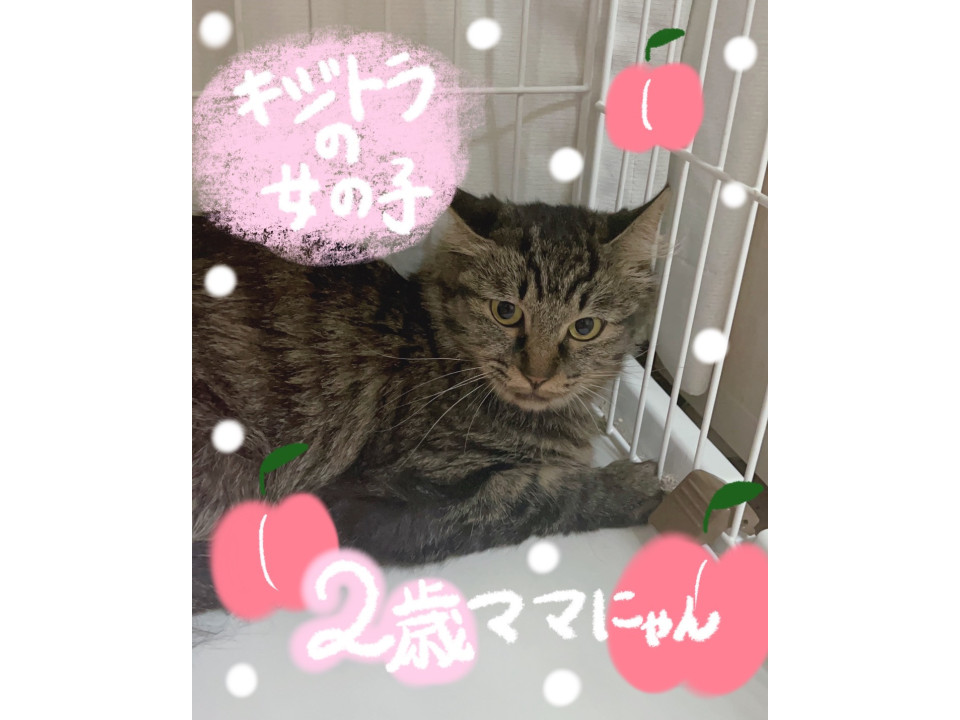 キジトラの女の子⭐︎