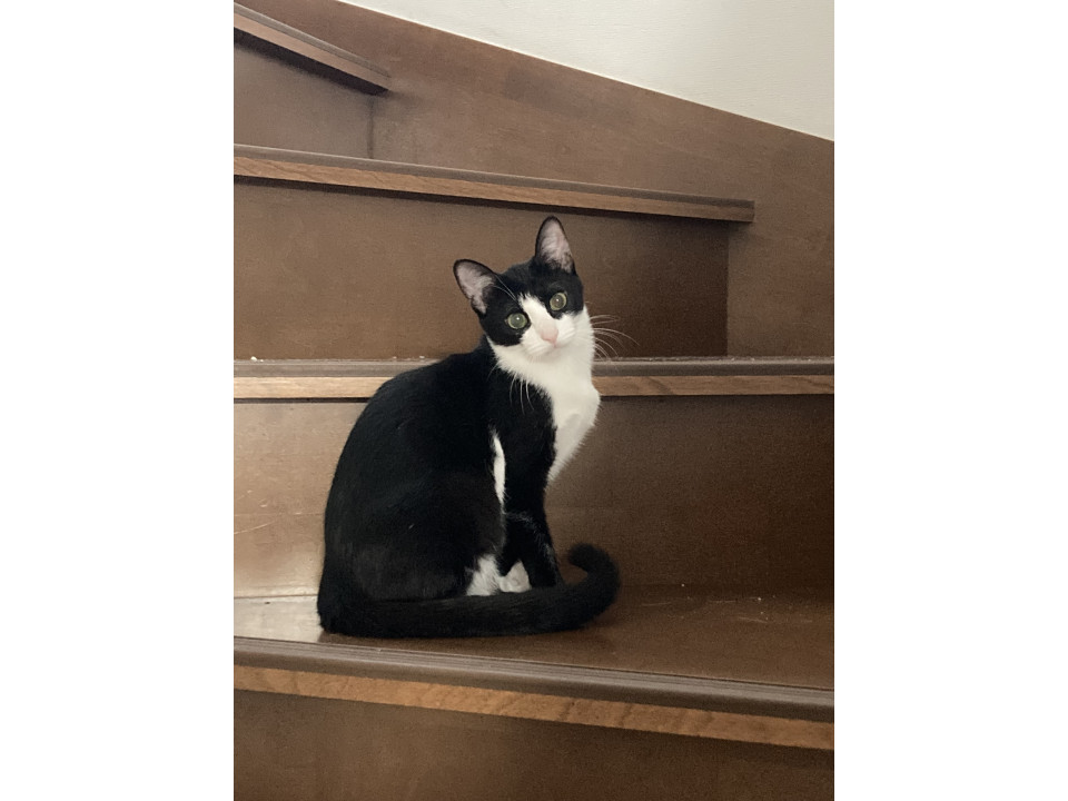 ハチワレ白黒美人さん♡