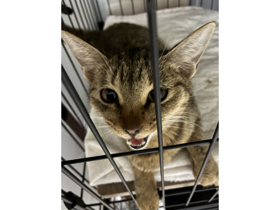 小さな声でなくかわいい女の子です