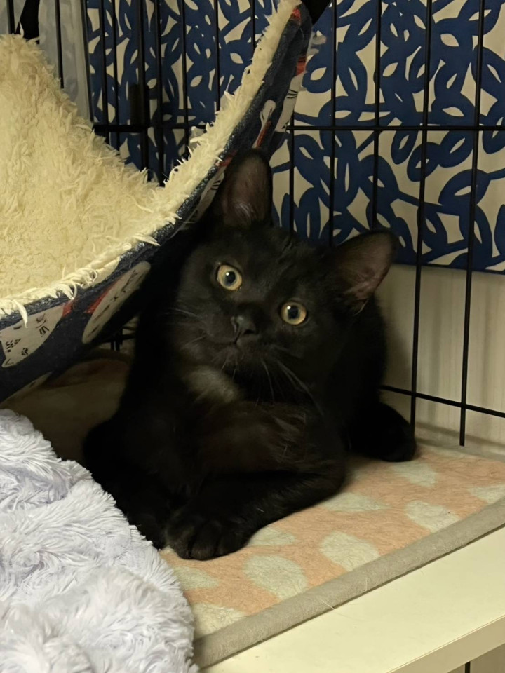 好奇心いっぱい毛並みが綺麗な男の子