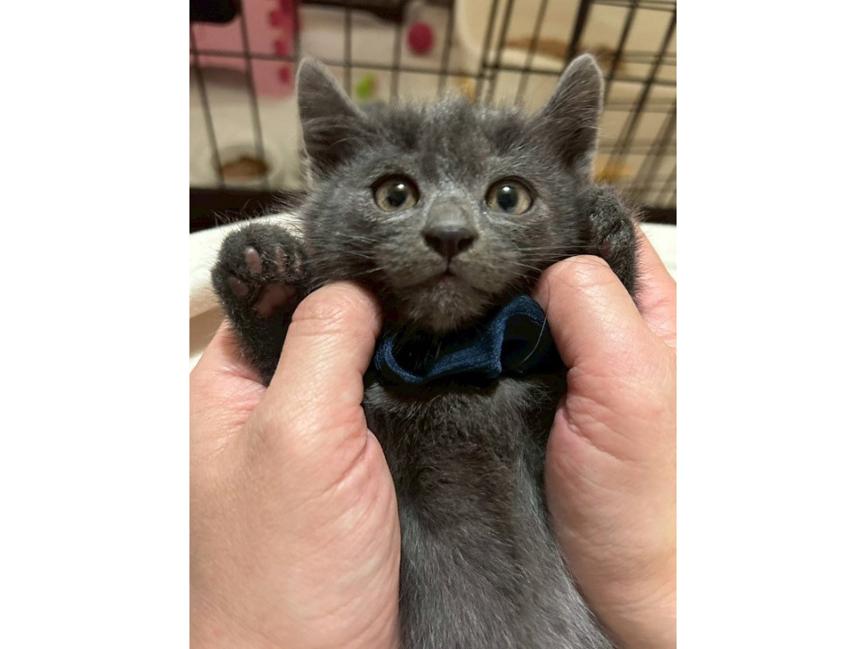 グレーな男の子