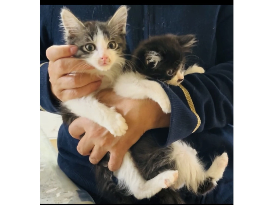 かわいくて元気なハチワレの子猫