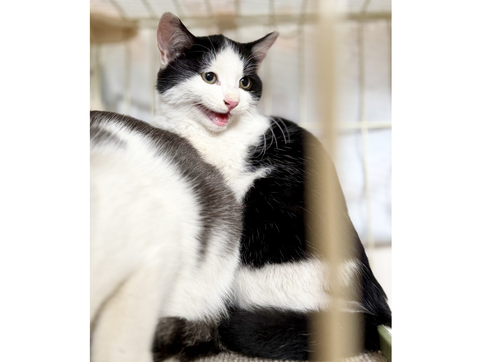 ふくふくまんまる美少年おにぎり小僧くん