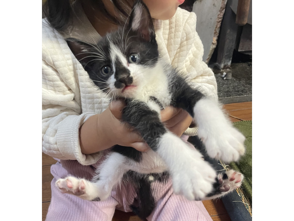 ハチワレの男の子