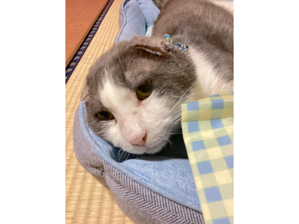 3本足のスコティッシュ