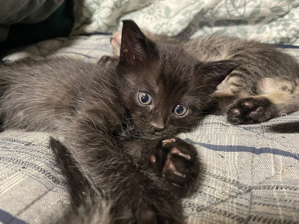 クロネコの男の子