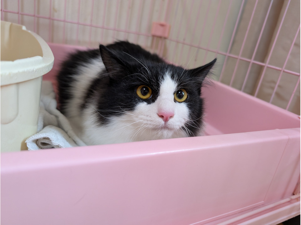 緊急！白血病陽性の人慣れした兄弟