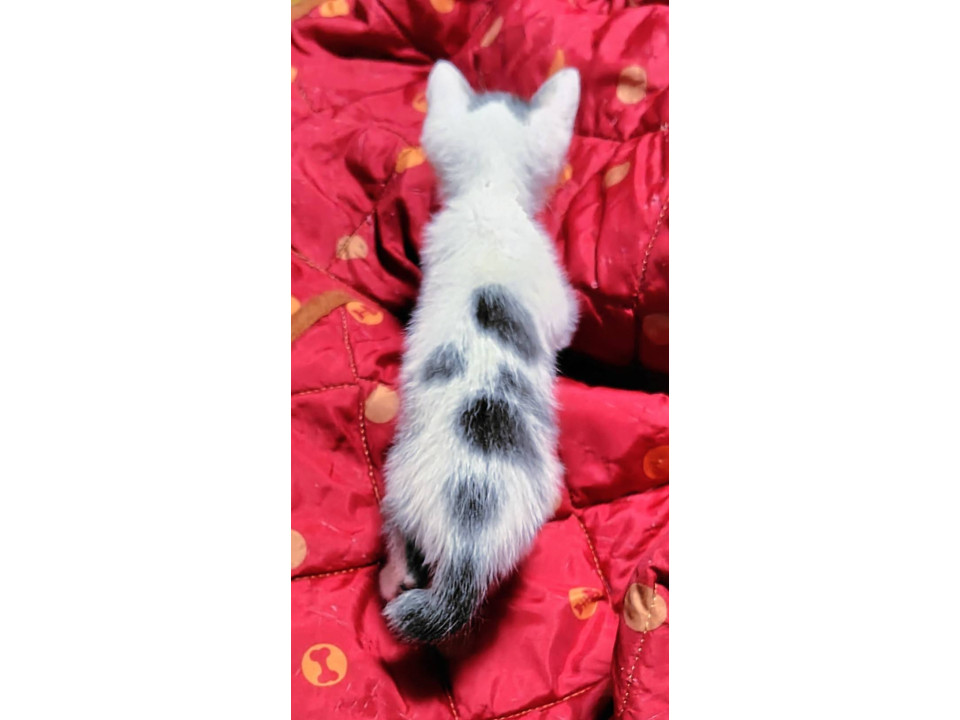 猫]千葉県佐倉市の里親募集 ミルキーって、ボクのことだよ♡