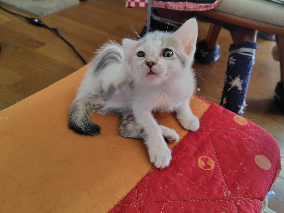 猫]千葉県佐倉市の里親募集 ミルキーって、ボクのことだよ♡