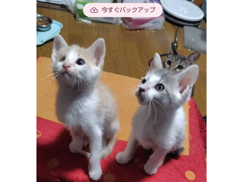 猫]千葉県佐倉市の里親募集 ミルキーって、ボクのことだよ♡
