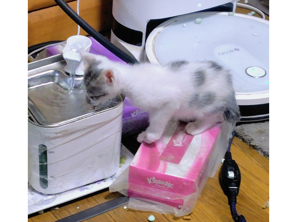 猫]千葉県佐倉市の里親募集 ミルキーって、ボクのことだよ♡