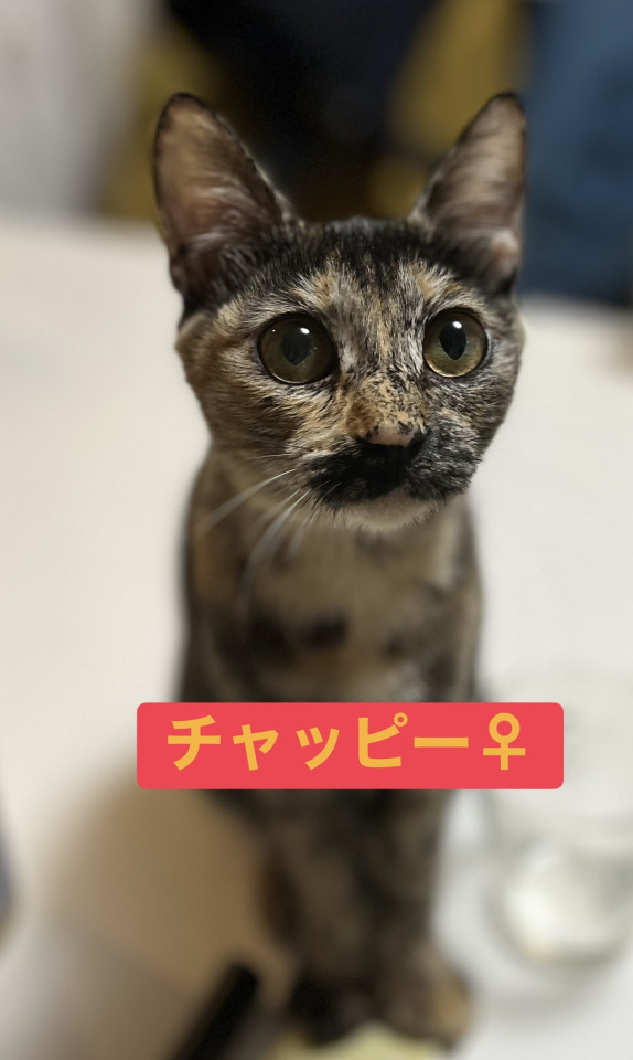 人慣れ抜群❗️可愛いチャッピー❤️