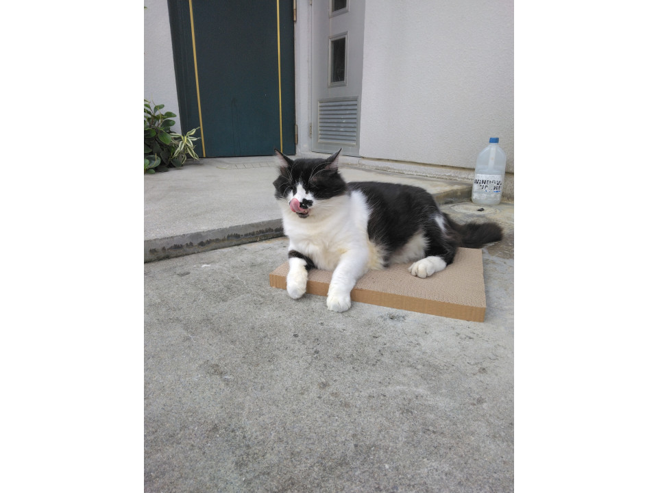 タヌキの様な地域猫