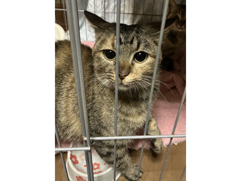 グレースちゃん