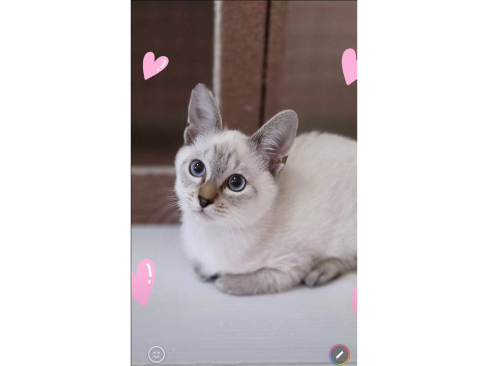 動画あり、 シャムミックスの子猫