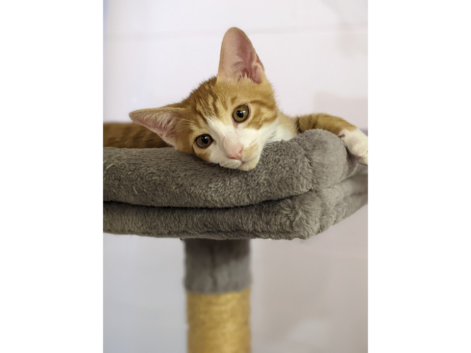 非の打ち所のない可愛いさ♡ことぶき