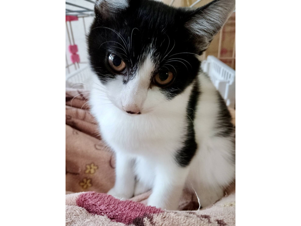 親ねこ3521 猫]愛知県名古屋市中村区の里親募集 鼻ぽち付きのかわいい姉妹