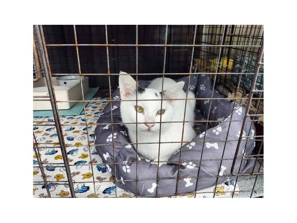 幼さが残る顔の白玉くん