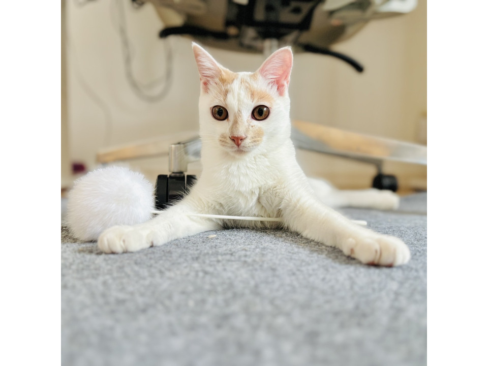 12/21（日）里親会参加：メッシュ君♪