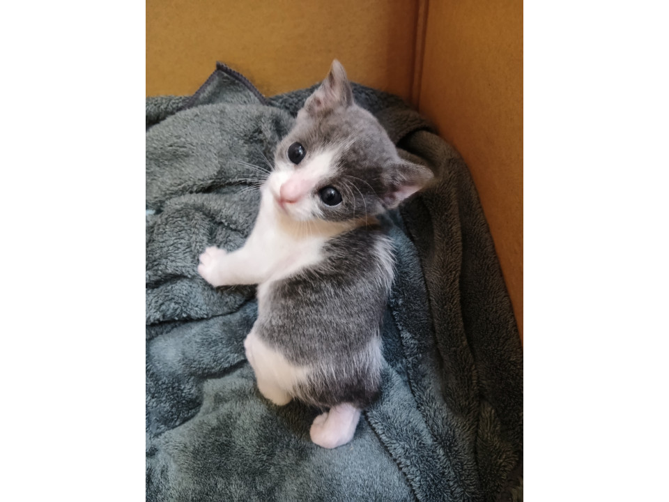 可愛いちび猫ちゃん