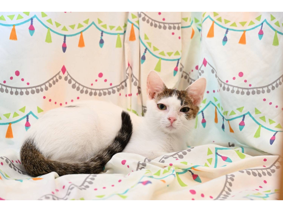 うらねこ様 完成品ご確認ページ☺︎ 猫]神奈川県中郡二宮町の里親募集 特技ヘソ天ママ亡くして独りになった