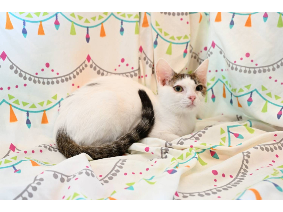 猫]神奈川県中郡二宮町の里親募集 特技ヘソ天ママ亡くして独りになった