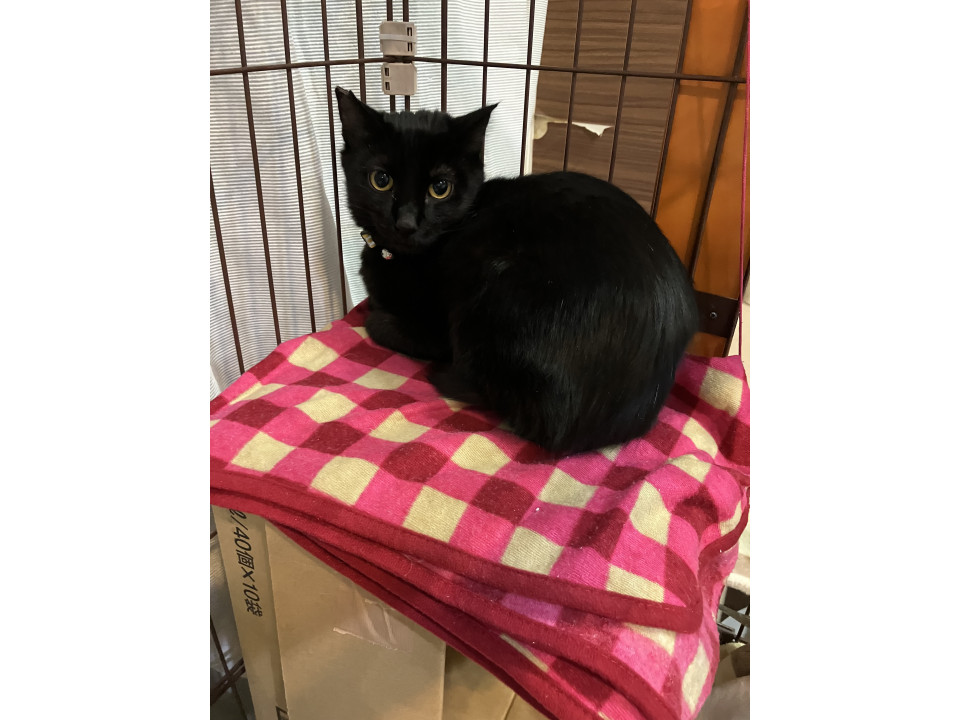 甘えたい、寂しがり屋のクワ君