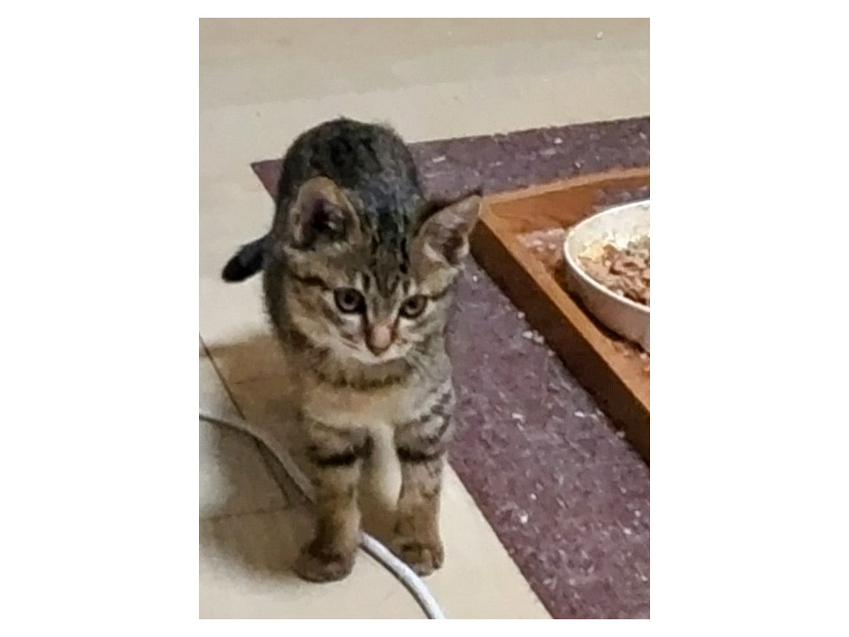 ３兄妹のオスのキジトラ