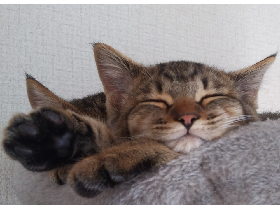 ３兄妹のキジトラ