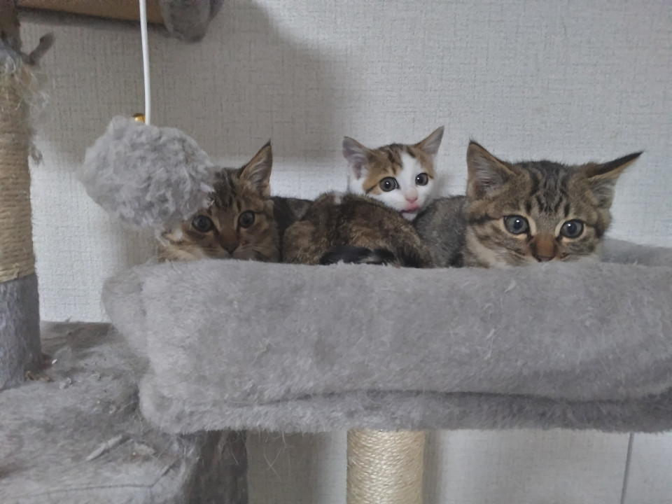 ３兄妹の紅一点