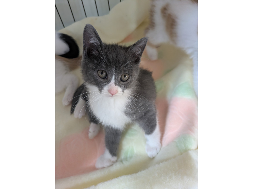 グレーハチワレのぐーちゃん