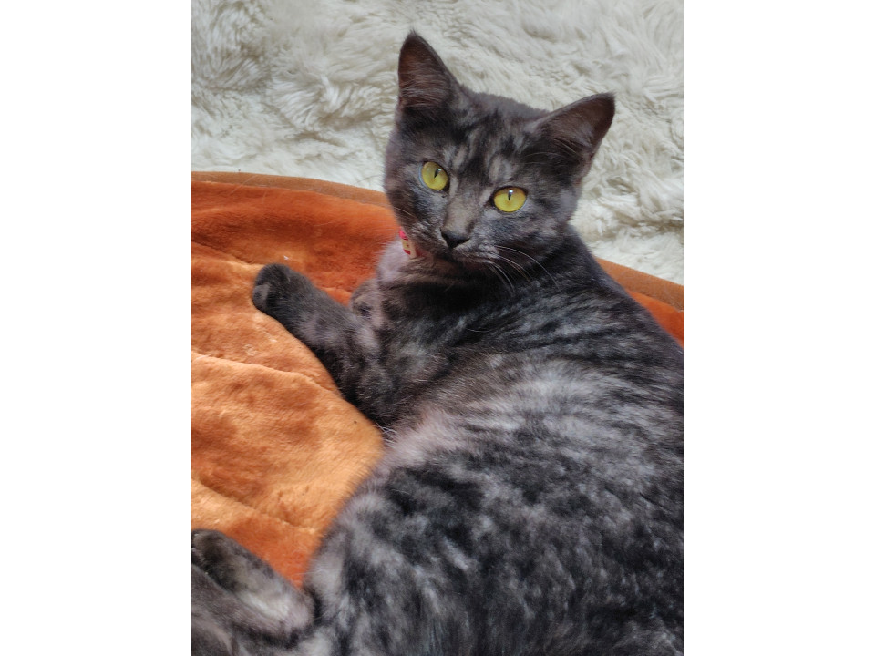 黒サビ猫の女の子