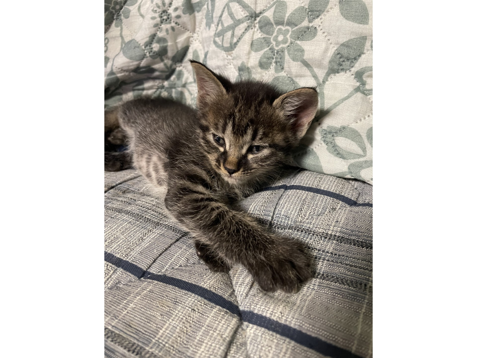 キジトラの女の子