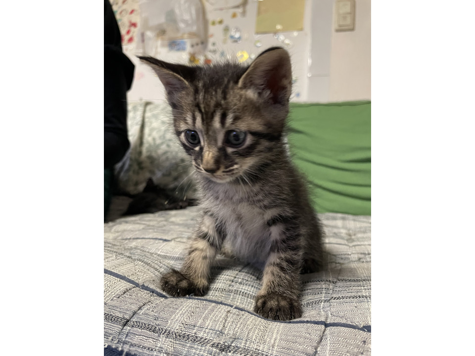 キジトラの男の子