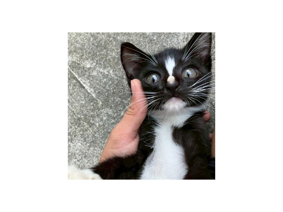 キュート❤️模様のハチワレ子猫ちゃん