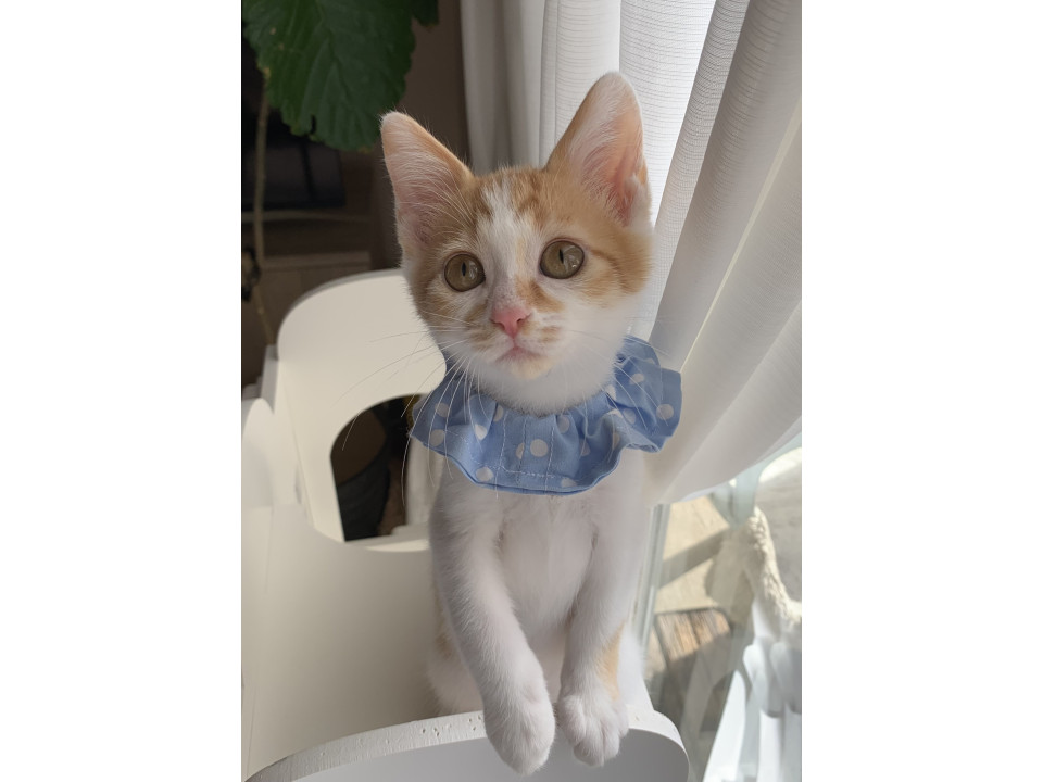 甘えん坊の茶白くん♡(兄弟一緒希望)