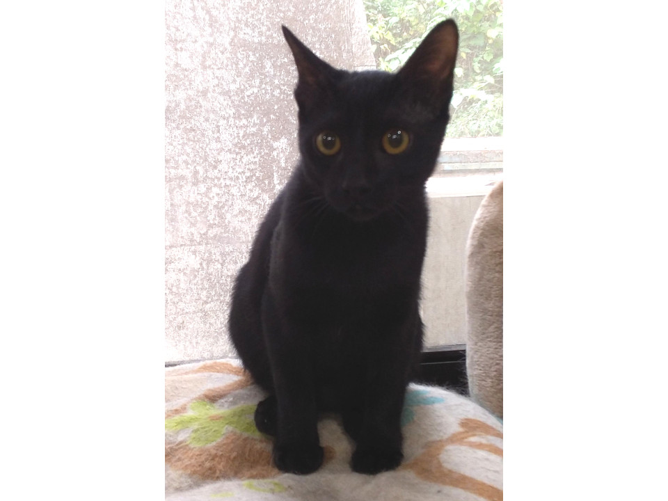 ちび黒猫オス5ヶ月くらい