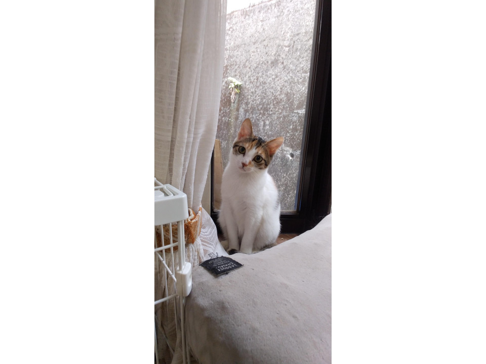 ちび三毛猫メス5ヶ月くらい