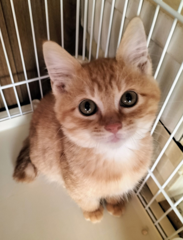 ハンデを乗り越え☆わんぱく坊主へ